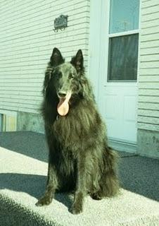 Requiem pour mon ami Shadow Requiem pour mon ami Shadow