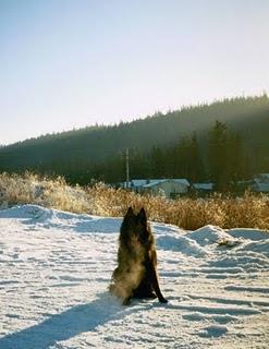 Requiem pour mon ami Shadow Requiem pour mon ami Shadow