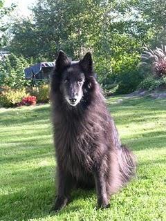 Requiem pour mon ami Shadow Requiem pour mon ami Shadow