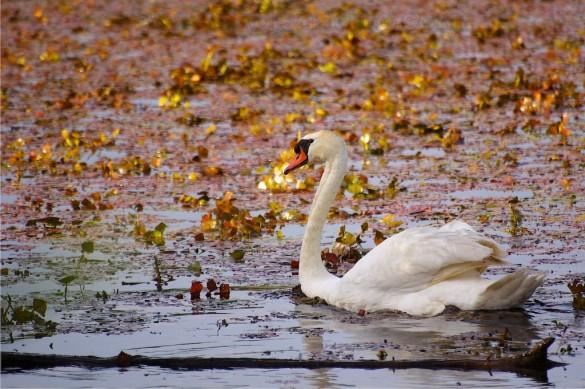 Un cygne tuberculé Un cygne tuberculé
