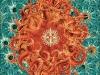 cover_octopus_web_640 cover_octopus_web_640