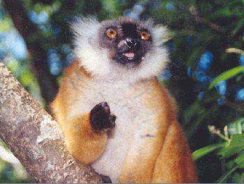 Ene bo voyaz : NOSY-BE (Madagascar) par Magali Nirina MARSON (II). Ene bo voyaz : NOSY-BE (Madagascar) par Magali Nirina MARSON (II).