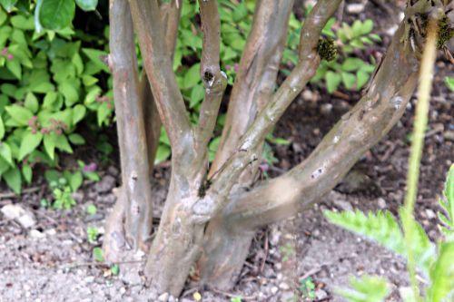 Lagerstroemia indica jardin