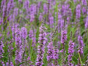 Petit week-end à la campagne P1050896.JPG