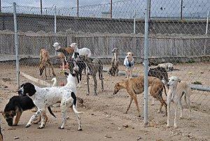 Appel au secours pour le refuge des chiens Scooby médina divers-0072--800x600-.JPG