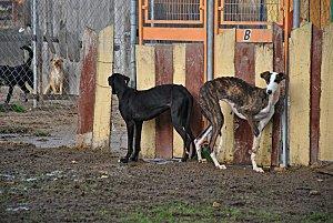 Appel au secours pour le refuge des chiens Scooby médina divers-0016--800x600-.JPG