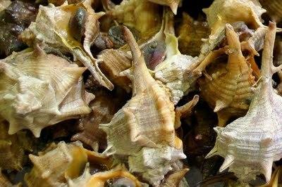 Mon été avec ... Madame Camembert Murex.jpg