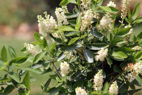Clethra alnifolia jardin
