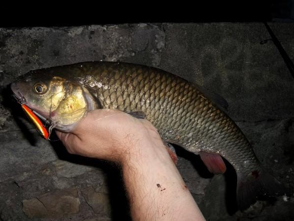 Street chevesne (18/08/2011) 18-08-2011