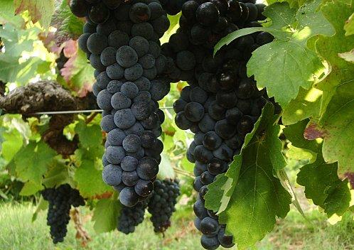 Prémisses de beaux vins. Syrah-mi-Aout.JPG