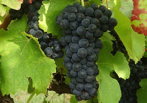 Prémisses de beaux vins. Syrah-de-France.JPG