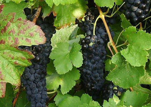 Prémisses de beaux vins. Syrah Codolet