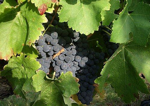 Prémisses de beaux vins. Syrah-Aout.JPG
