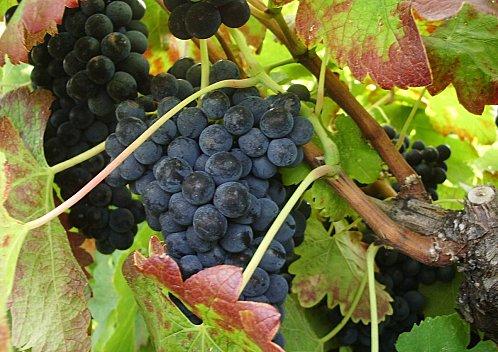 Prémisses de beaux vins. Maturite-de-la-Syrah.JPG