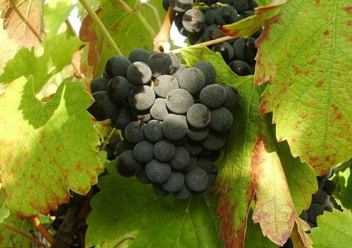 Prémisses de beaux vins. Syrah.JPG