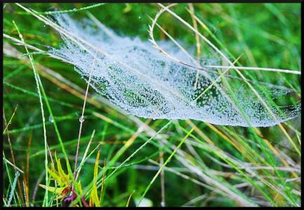 toile d'araignée toile d'araignée