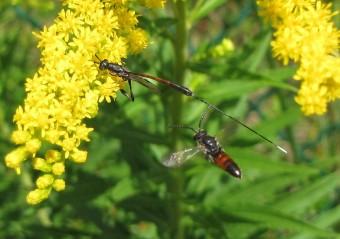 Ichneumon 110820 Ichneumon gasteruption femelle 2367 (2).jpg