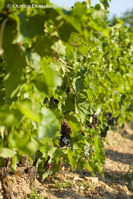 A la recherche des vignobles brivadois A la recherche des vignobles brivadois