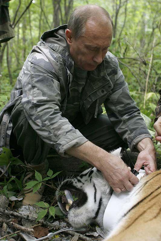 Protecteur de tigres de sibérie