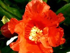 Un bouquet pour conter fleurette..... Un bouquet pour conter fleurette.....