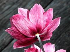 Un bouquet pour conter fleurette..... Un bouquet pour conter fleurette.....