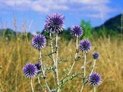 Un bouquet pour conter fleurette..... Un bouquet pour conter fleurette.....