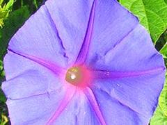 Un bouquet pour conter fleurette..... Un bouquet pour conter fleurette.....