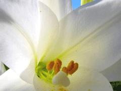 Un bouquet pour conter fleurette..... Un bouquet pour conter fleurette.....