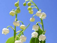 Un bouquet pour conter fleurette..... Un bouquet pour conter fleurette.....