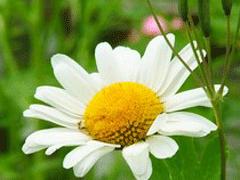 Un bouquet pour conter fleurette..... Un bouquet pour conter fleurette.....