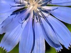 Un bouquet pour conter fleurette..... Un bouquet pour conter fleurette.....