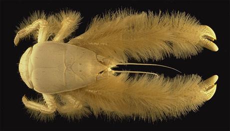 Plongée au fond des océans yeti-crab-big.jpg
