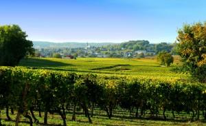 Anjou-Saumur : les vins (1/4)