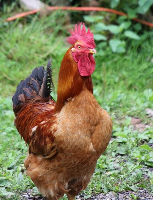 Lors de mon dernier séjour dans le Lot j'ai picoré .
... Lors de mon dernier séjour dans le Lot j'ai picoré .
...