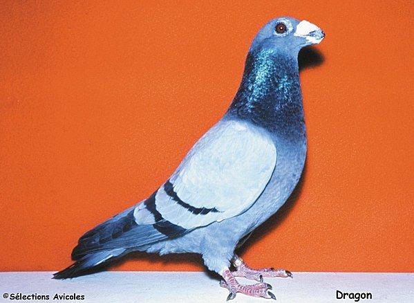 Contrôler l'élevage en liberté. Dragon.jpg