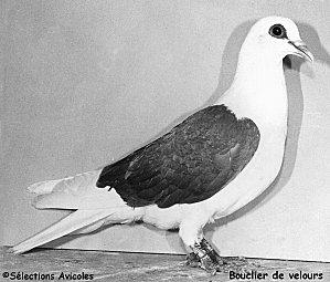 Contrôler l'élevage en liberté. Bouclier de velours 2