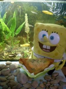 brika bob éponge brika bob éponge