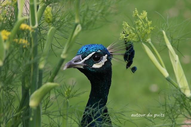SEMAINE PARISIENNE SEMAINE PARISIENNE