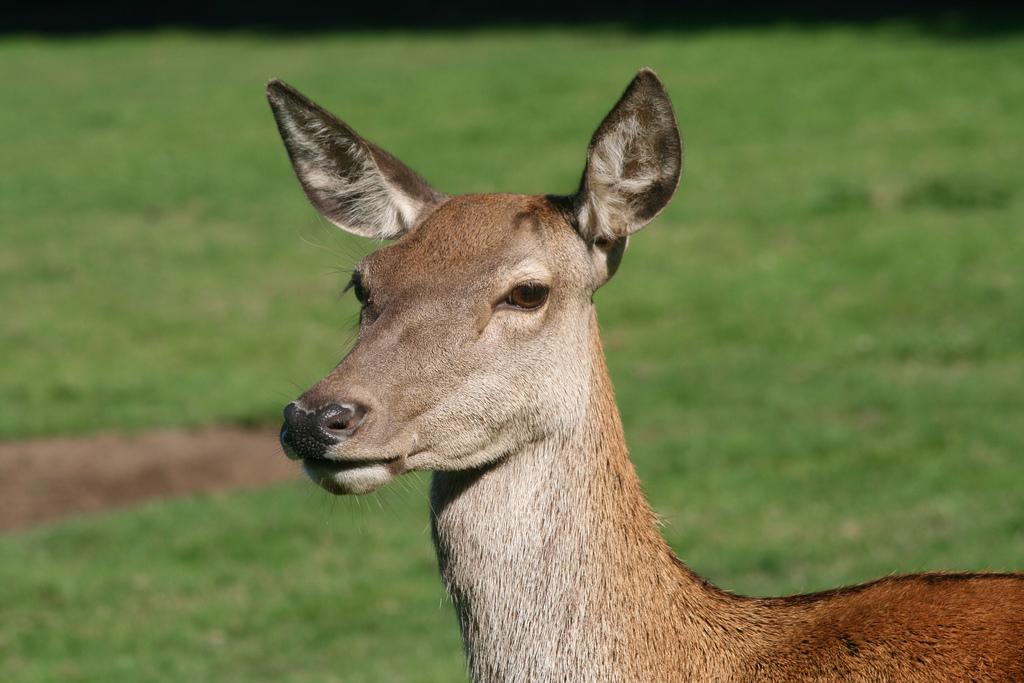 Biche CERF