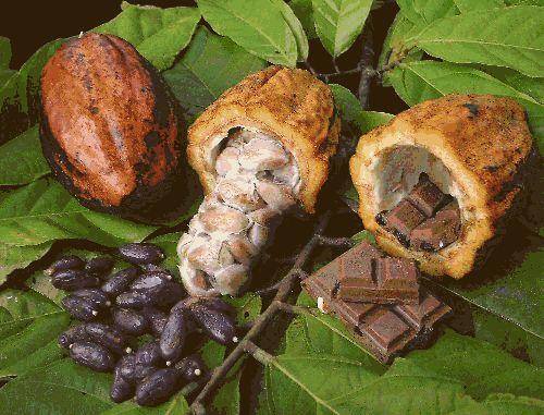 Les raisons de l’embellie dans la filière Cacao-Café 