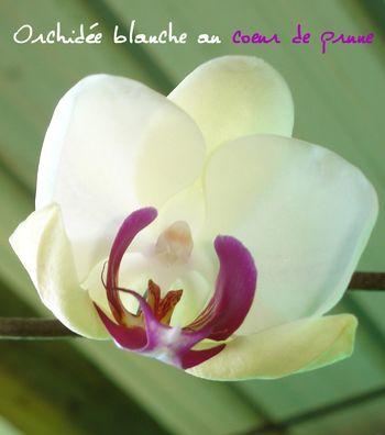 ORCHIDEE BLANCHE COEUR PRUNE