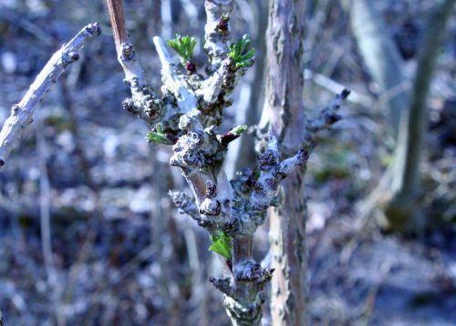 Mon jeune Compressa jardin