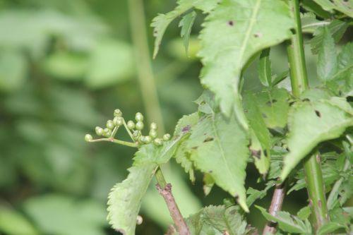 Mon jeune Compressa jardin