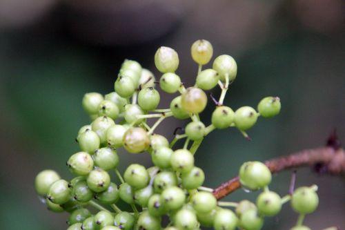 Mon jeune Compressa jardin