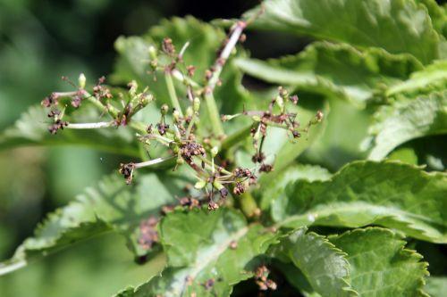 Mon jeune Compressa jardin