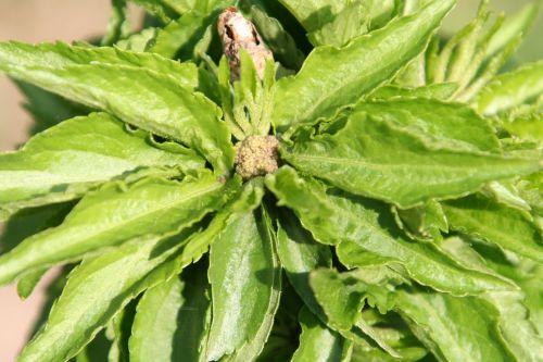 Mon jeune Compressa jardin