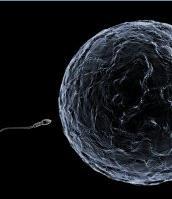 INFERTILITÉ: Un ovule collant pour capturer le spermatozoïde – Science