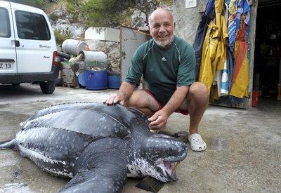 La tortue Luth prise dans les filets de Paul le pêcheur n'a pas survécu. L'animal, qui pèserait plus de 200kg, mesure près d' 1m60 de longueur et 2m de largueur avec les nageoires.