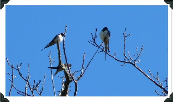 3 hirondelles Le début de la fin