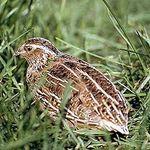 Accident de chasse au Brignon : forcément, ça se termine par des gnons caille